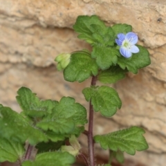 Veronica persica at Macarthur, ACT - 26 Mar 2023 02:11 PM