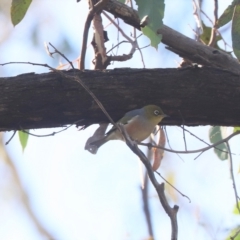 Zosterops lateralis (Silvereye) at Aranda Bushland - 24 Mar 2023 by HappyWanderer