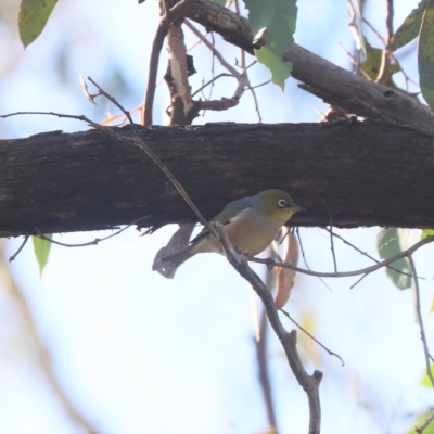 Zosterops lateralis (Silvereye) at Aranda Bushland - 23 Mar 2023 by HappyWanderer