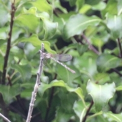 Austrolestes sp. (genus) (Ringtail damselfy) at Aranda, ACT - 24 Mar 2023 by KMcCue