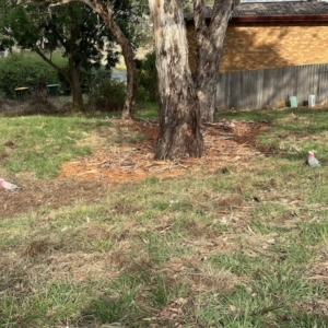 Eolophus roseicapilla at Aranda, ACT - 26 Mar 2023