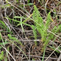 Asperula conferta (Common Woodruff) at The Pinnacle - 26 Mar 2023 by sangio7