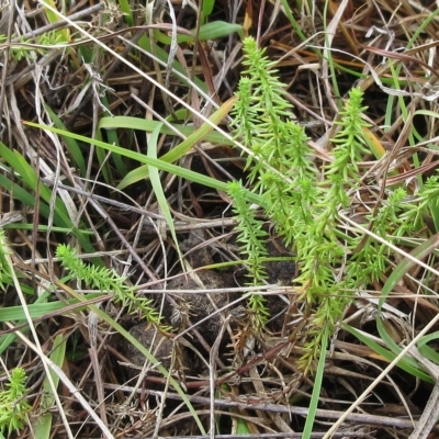 Asperula conferta (Common Woodruff) at The Pinnacle - 26 Mar 2023 by sangio7