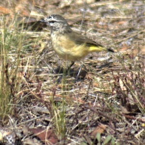 Acanthiza chrysorrhoa at Gundaroo, NSW - 26 Mar 2023 12:45 PM