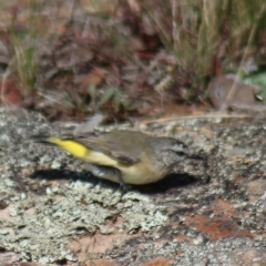 Acanthiza chrysorrhoa at Gundaroo, NSW - 26 Mar 2023 12:45 PM