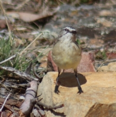 Acanthiza chrysorrhoa at Gundaroo, NSW - 26 Mar 2023 12:45 PM