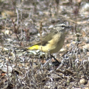 Acanthiza chrysorrhoa at Gundaroo, NSW - 26 Mar 2023 12:45 PM