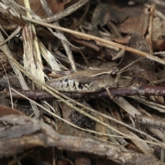 Phaulacridium vittatum (Wingless Grasshopper) at Murrumbateman, NSW - 26 Mar 2023 by amiessmacro