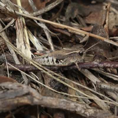 Phaulacridium vittatum (Wingless Grasshopper) at Murrumbateman, NSW - 26 Mar 2023 by amiessmacro