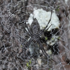 Argiope ocyaloides at Chandler, QLD - 12 Mar 2023 10:11 AM