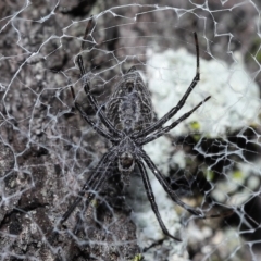 Argiope ocyaloides at Chandler, QLD - 12 Mar 2023 10:11 AM