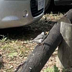 Manorina melanocephala at Acton, ACT - 26 Mar 2023