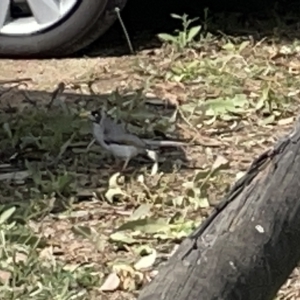 Manorina melanocephala at Acton, ACT - 26 Mar 2023