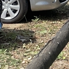 Manorina melanocephala at Acton, ACT - 26 Mar 2023