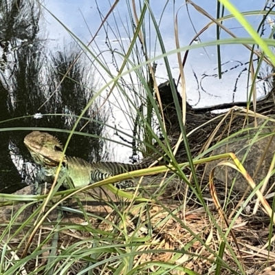 Intellagama lesueurii howittii (Gippsland Water Dragon) at Acton, ACT - 26 Mar 2023 by Hejor1