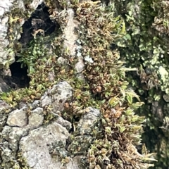 Grimmia sp. at Sullivans Creek, Acton - 26 Mar 2023 by Hejor1