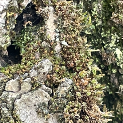 Grimmia sp. - 1 Jan 1900 by Hejor1