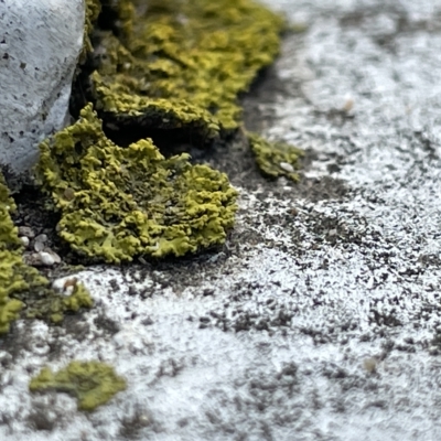 Lichen - crustose at Sullivans Creek, Acton - 26 Mar 2023 by Hejor1