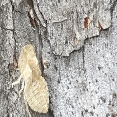 Ledromorpha planirostris (A leafhopper) at Sullivans Creek, Acton - 26 Mar 2023 by Hejor1