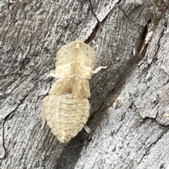 Ledromorpha planirostris at Acton, ACT - 26 Mar 2023