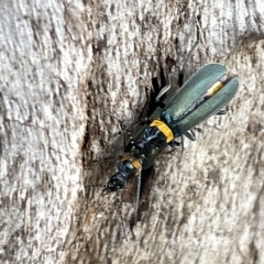 Chauliognathus lugubris (Plague Soldier Beetle) at Australian National University - 26 Mar 2023 by Hejor1