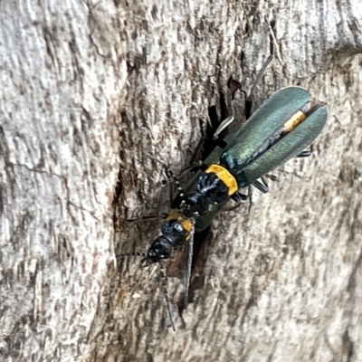 Chauliognathus lugubris (Plague Soldier Beetle) at Australian National University - 26 Mar 2023 by Hejor1