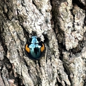 Orcus bilunulatus at Acton, ACT - 26 Mar 2023