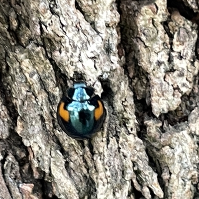 Orcus bilunulatus (Ladybird beetle) at Sullivans Creek, Acton - 26 Mar 2023 by Hejor1