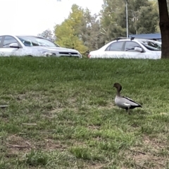 Chenonetta jubata (Australian Wood Duck) at Australian National University - 26 Mar 2023 by Hejor1