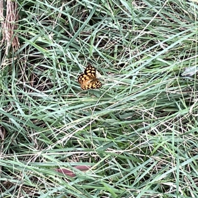 Heteronympha paradelpha (Spotted Brown) at Sullivans Creek, Acton - 26 Mar 2023 by Hejor1