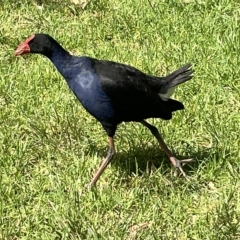 Porphyrio melanotus (Australasian Swamphen) at Acton, ACT - 26 Mar 2023 by Hejor1