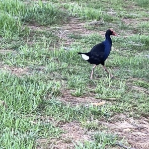 Porphyrio melanotus at Acton, ACT - 26 Mar 2023