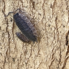 Porcellio scaber (Common slater) at Sullivans Creek, Acton - 26 Mar 2023 by Hejor1