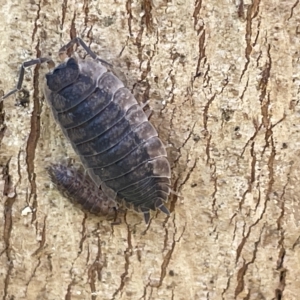 Porcellio scaber at Acton, ACT - 26 Mar 2023 01:44 PM