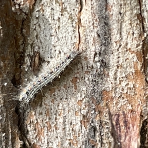 Anestia (genus) at Acton, ACT - 26 Mar 2023