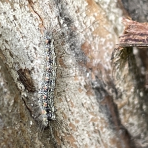 Anestia (genus) at Acton, ACT - 26 Mar 2023 01:34 PM