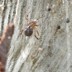 Cryptachaea veruculata (Diamondback comb-footed spider) at Australian National University - 26 Mar 2023 by Hejor1