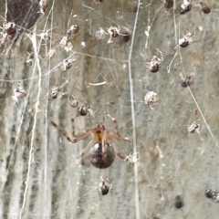 Cryptachaea veruculata at Acton, ACT - 26 Mar 2023