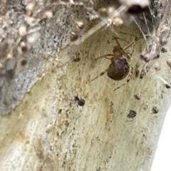 Cryptachaea veruculata at Acton, ACT - 26 Mar 2023