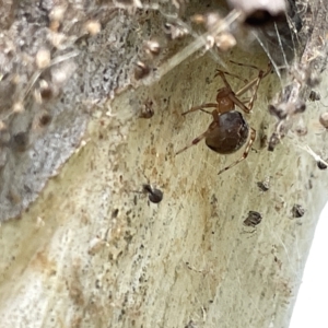 Cryptachaea veruculata at Acton, ACT - 26 Mar 2023