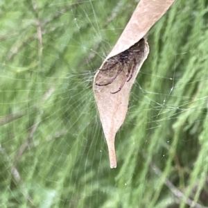 Phonognatha graeffei at Acton, ACT - 26 Mar 2023