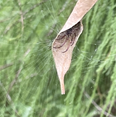 Phonognatha graeffei (Leaf Curling Spider) at Sullivans Creek, Acton - 26 Mar 2023 by Hejor1