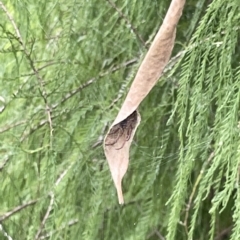 Phonognatha graeffei at Acton, ACT - 26 Mar 2023