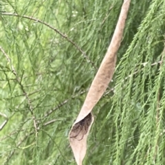 Phonognatha graeffei at Acton, ACT - 26 Mar 2023