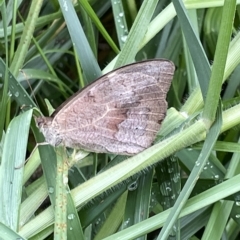 Heteronympha merope (Common Brown Butterfly) at Sullivans Creek, Acton - 26 Mar 2023 by Hejor1