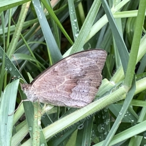 Heteronympha merope at Acton, ACT - 26 Mar 2023 12:56 PM