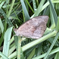 Heteronympha merope at Acton, ACT - 26 Mar 2023 12:56 PM