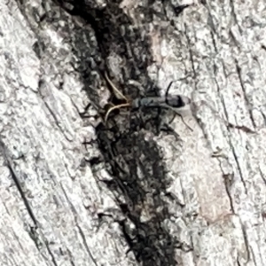 Pompilidae (family) at Acton, ACT - 26 Mar 2023 12:42 PM