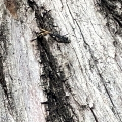 Pompilidae (family) at Acton, ACT - 26 Mar 2023 12:42 PM