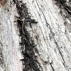 Pompilidae (family) at Acton, ACT - 26 Mar 2023 12:42 PM